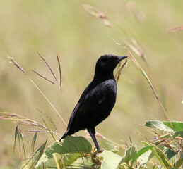 blackbird on a branch