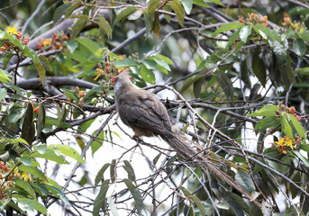 A view of a Bird in a tree in Africa