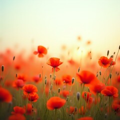 Fototapeta premium The image shows a field of red poppies in bloom with their petals gently glowing under the soft light of the setting sun.
