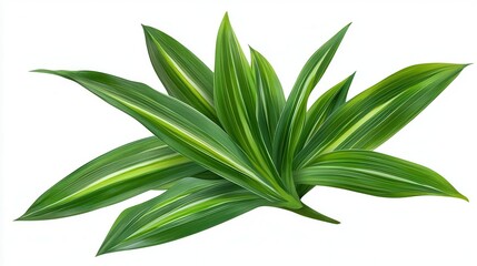 Obraz premium Tropical leaves decoration isolate for home styling bright green environment aesthetic viewpoint