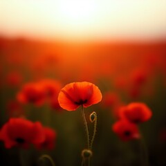 Obraz premium The image features a cluster of vibrant red poppy flowers set against a blurred background, with the sun's rays shining through the top left corner, creating a warm, golden glow.