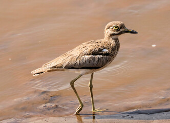 bird on the beach