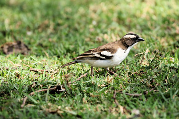 A bird on the ground in Africa