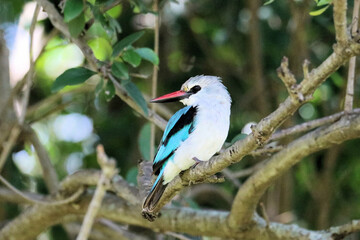 A view of an African Bird in Tanzania showing a Woodland Kingfisher