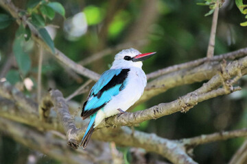 A view of an African Bird in Tanzania showing a Woodland Kingfisher