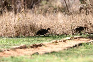 A view of an African Bird in Tanzania showing a Spurfowl