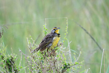 A view of an African Bird in Tanzania showing a Longclaw