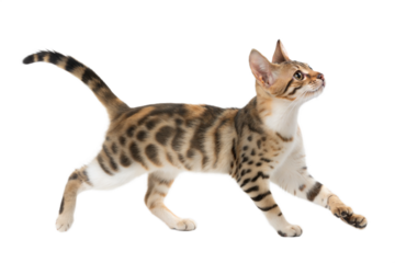 Bengal Kitten Walking