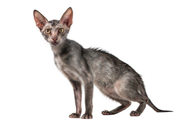 Obraz premium Grey Cat on Black Background