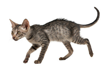 Naklejka premium Playful Tabby Kitten