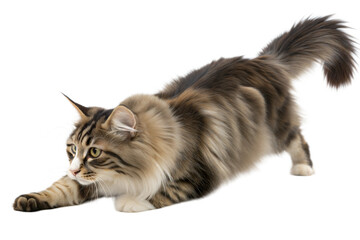 Playful Maine Coon Cat