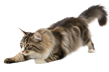 Playful Maine Coon Cat