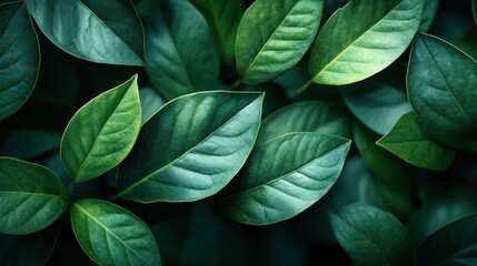 Obraz premium A close-up view of lush green leaves showcasing their textures and colors.