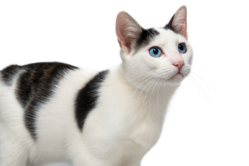 Bicolor Cat with Striking Blue Eyes