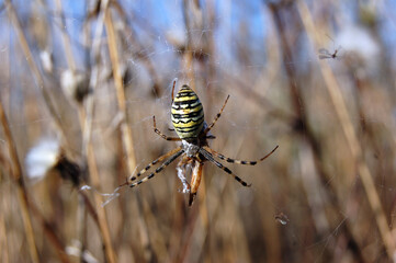 Spider resting on a web in a garden surrounded by nature