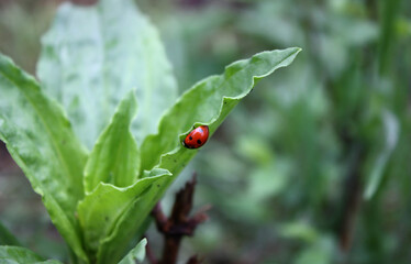 Ladybug on a Leaf: A vibrant ladybug rests on a lush green leaf, its red shell contrasting beautifully with the natural background. This image captures the essence of nature's intricate details. 