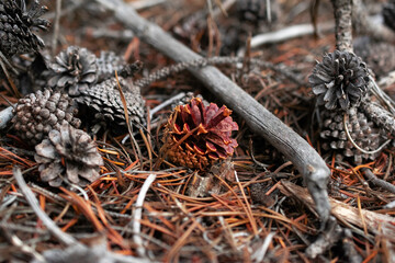 Life among death