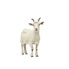Obraz premium a white goat standing on a transparent background, PNG image, PNG file, Generative art.