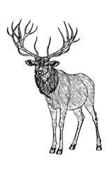 Irish elk or Giant deer or Great Horn. Prehistoric mammals. Extinct animal. Vintage retro vector illustration. Doodle style. Hand drawn engraved sketch. Vector illustration