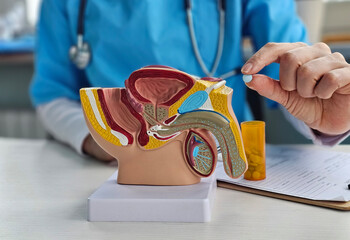 Doctor holding a pill and a model of the male reproductive system concept