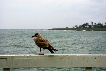 Seagull perched on a wooden railing by the sea