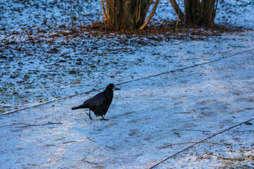 Black bird walking through snow-covered pathway in winter sunlight