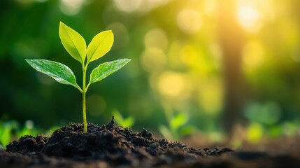 strategic risk management consulting, advisors developing long-term strategies to handle business risks, focusing on sustainability and growth