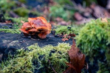 Flammulina velutipes is known winter edible fungus.