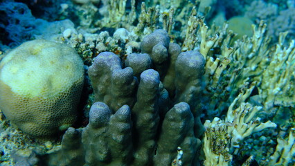Hump coral (Porites sp.) undersea, Red Sea, Egypt, Sharm El Sheikh, Montazah Bay