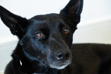 Close-up of a black adult female dog with short hair and orange-brown eyes. He is staring with his ears spread and a white neutral background