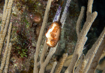 A Flamingos Tongue snail (Cyphoma gibbosum) in Punta Cana, Dominican Republic