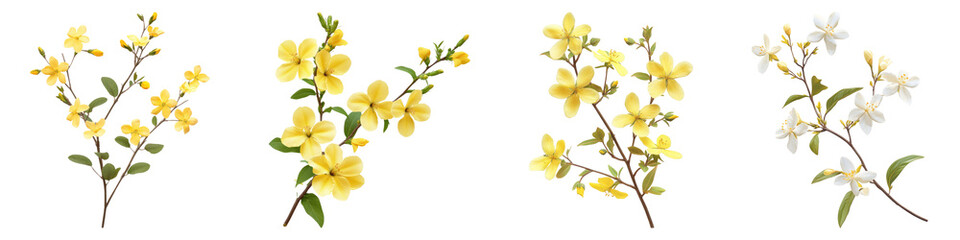 Fototapeta premium Winter jasmine isolated on transparent background, Set of