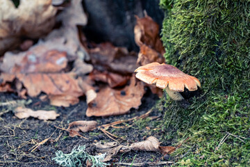 Hypholoma lateritium mushroom on moss covered tree stump