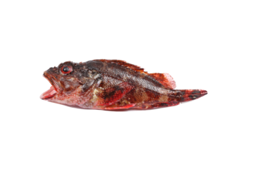 Fresh raw red scorpaena isolated on white background