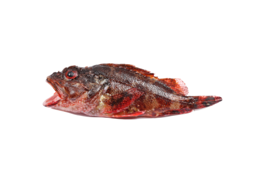 Fresh raw red scorpaena isolated on white background