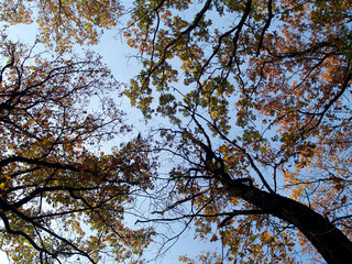 Autumn Canopy: A breathtaking view of the sky through the branches of fall foliage, showcasing the vibrant colors of autumn leaves against the backdrop of a clear blue sky.