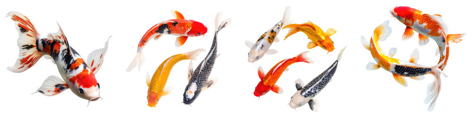 Colorful koi fish swimming isolated on transparent background, Set of
