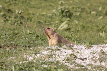 Bobak marmot stand on a grass on summer day