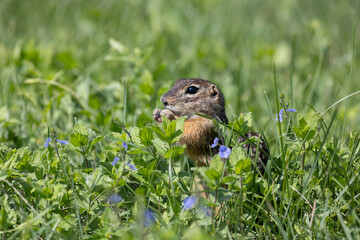 Speckled ground squirrel animal stands on its hind legs