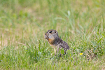 Speckled ground squirrel animal stands on its hind legs