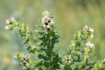 Close-up of flowering poisonous herb Hyoscyamus