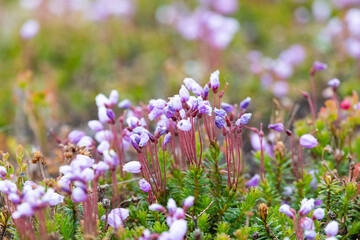 Blooming Phyllodoce in the tundra in summer close up