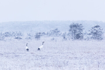 Two red-crowned crane in winter. Kunashir Island. South Kuriles