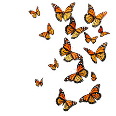 Image of monarch butterflies flying in a row on a transparent background, PNG image, PNG file, Generative art. printed on Printed Glass Splashbacks