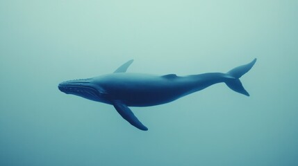 Fototapeta premium Humpback whale swimming underwater, serene blue ocean scene.