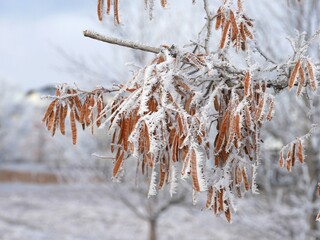 Purple Robe Locust tree branches and pods covered by hoar frost, Colorado