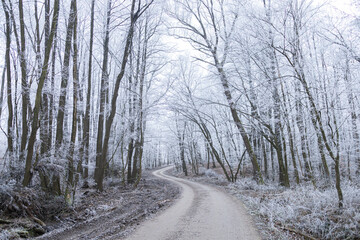 Fototapeta premium Snowy forest 6