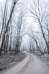 Snowy forest 7
