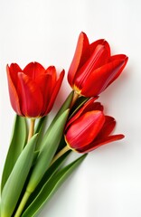 Fototapeta premium Three vibrant red tulips arranged close together with rich green leaves against white background. Fresh flowers. Spring blossoms. Bright red petals. Vivid colors. Floral design. Springtime beauty.