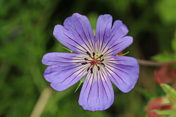 Fototapeta premium Purple cranesbill flower in close up